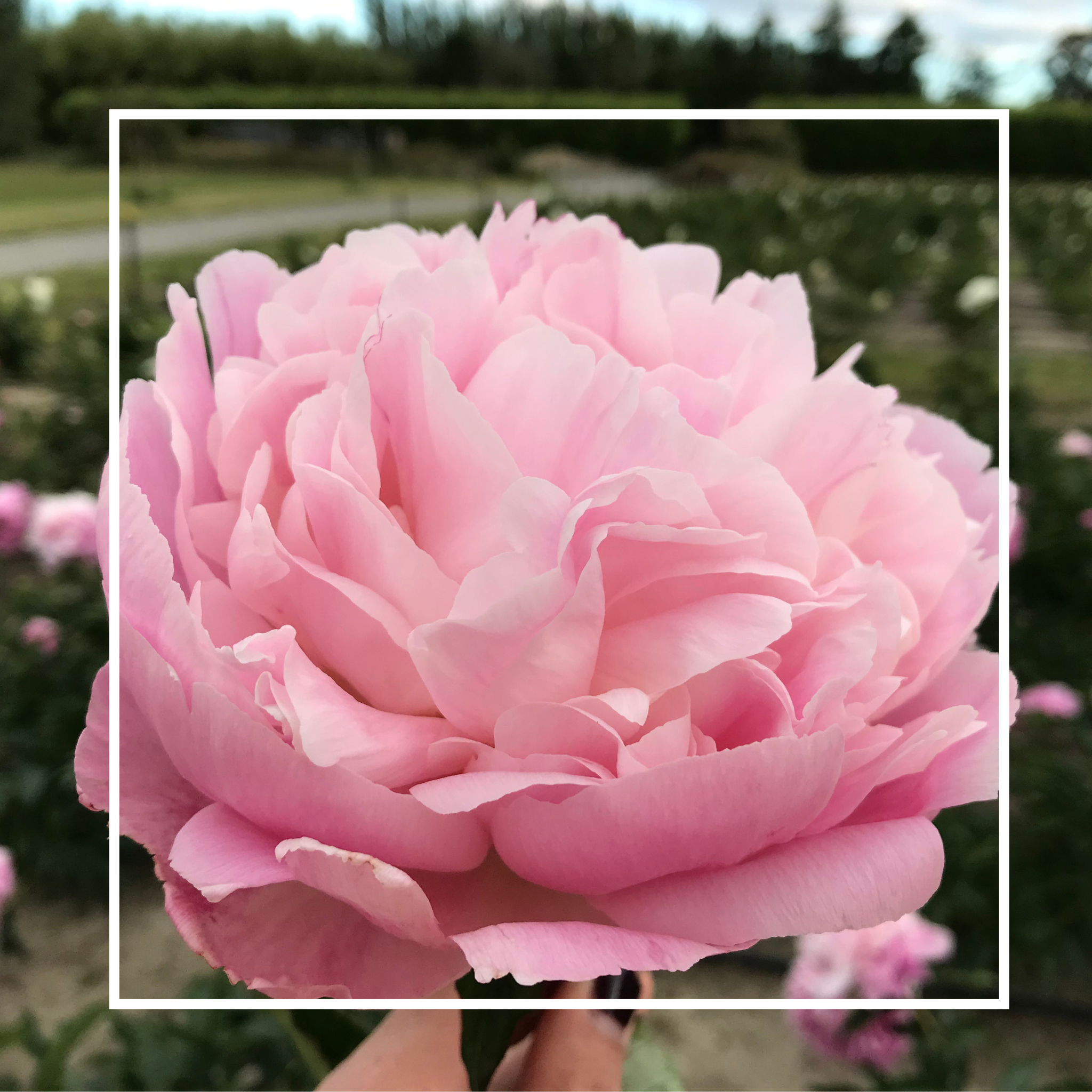 Potted Peony Plant