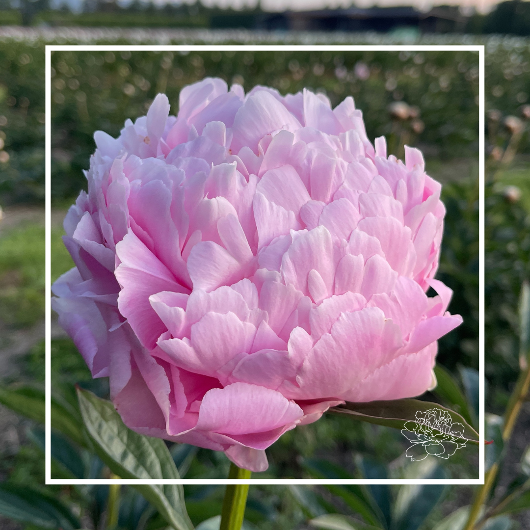 Peonies by Variety