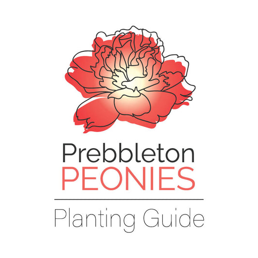 Prebbleton Peonies Planting guide