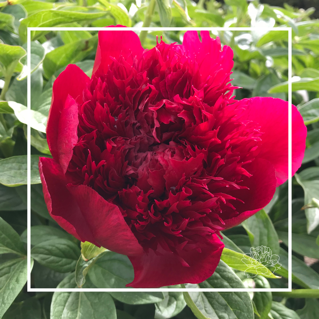 Peonies by Variety
