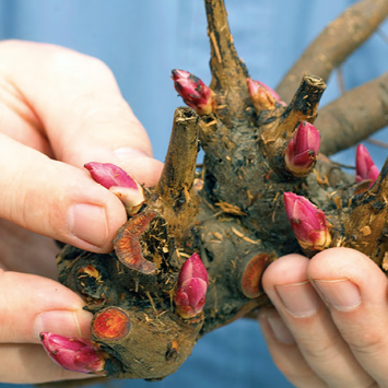 Peony Tubers