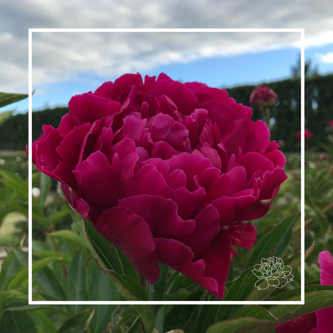 Peonies by Variety